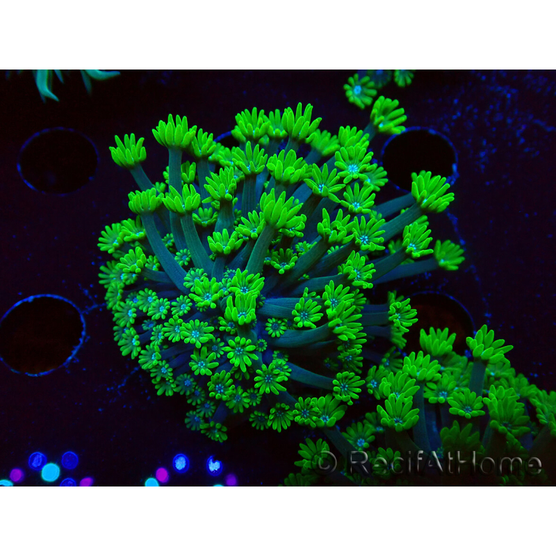 WYSIWYG RAH Alveopora Green Goblin 17D1