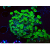 WYSIWYG RAH Alveopora Green Goblin 17D1