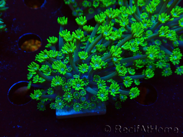 WYSIWYG RAH Alveopora Green Goblin 17D2