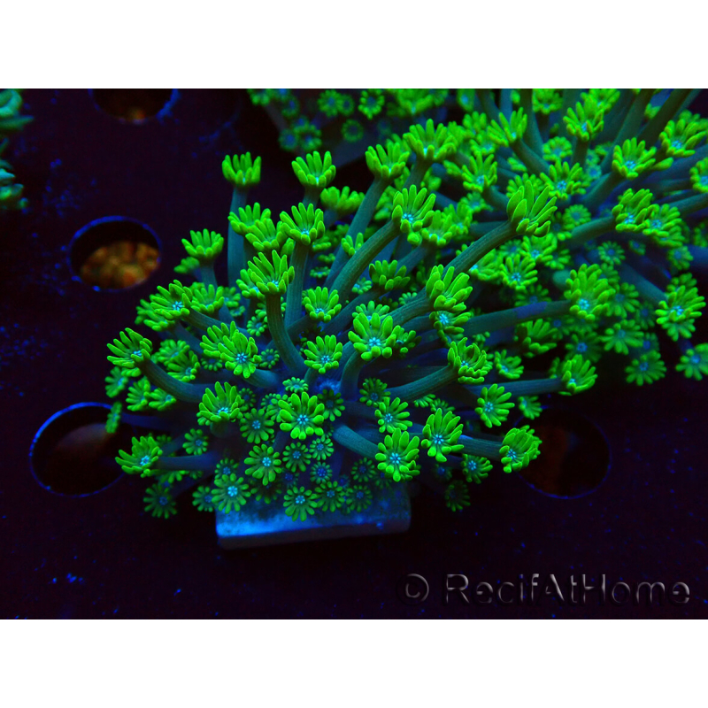 WYSIWYG RAH Alveopora Green Goblin 17D2
