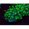 WYSIWYG RAH Alveopora Green Goblin 17D2