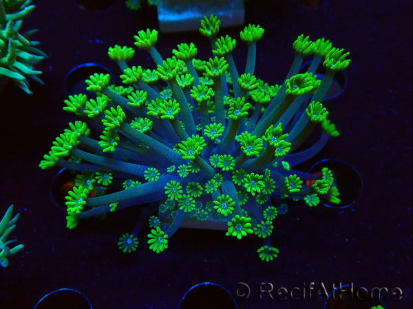 WYSIWYG RAH Alveopora Green Goblin 17D3