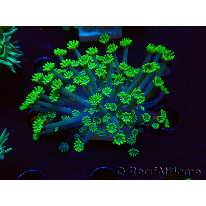 WYSIWYG RAH Alveopora Green Goblin 17D3