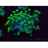 WYSIWYG RAH Alveopora Green Goblin 17D3