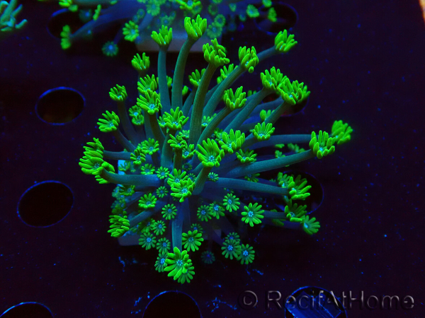 WYSIWYG RAH Alveopora Green Goblin 17D4