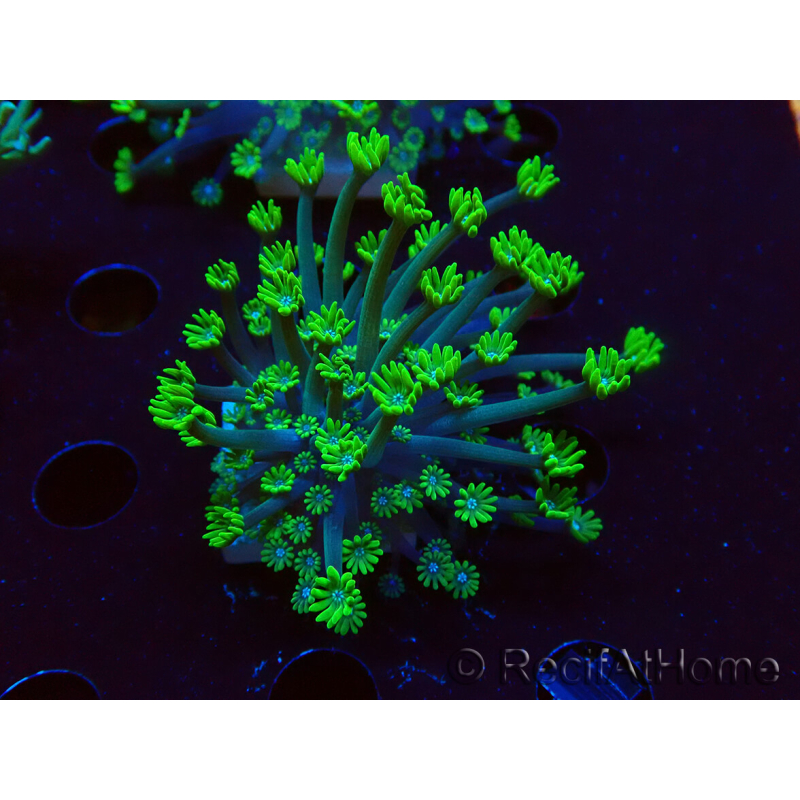 WYSIWYG RAH Alveopora Green Goblin 17D4