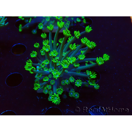 WYSIWYG RAH Alveopora Green Goblin 17D4
