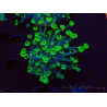 WYSIWYG RAH Alveopora Green Goblin 17D4