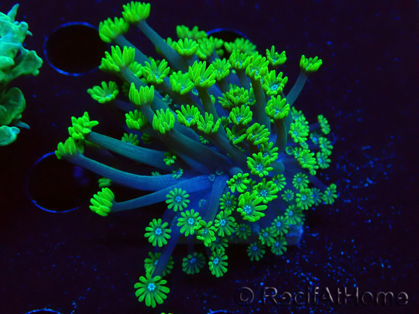 WYSIWYG RAH Alveopora Green Goblin 17D5