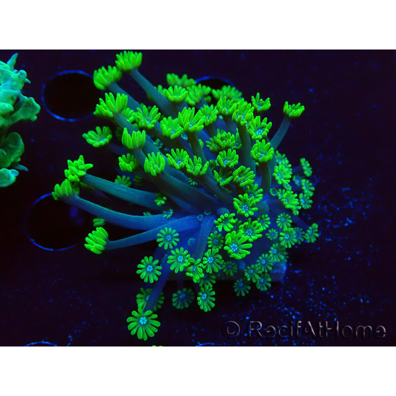 WYSIWYG RAH Alveopora Green Goblin 17D5