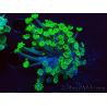 WYSIWYG RAH Alveopora Green Goblin 17D5