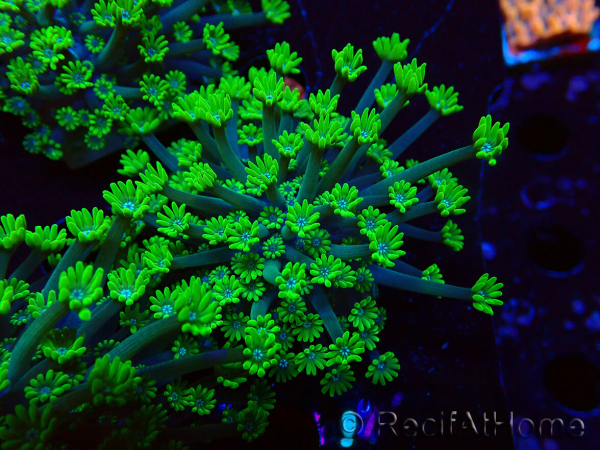 WYSIWYG RAH Alveopora Green Goblin 17D6