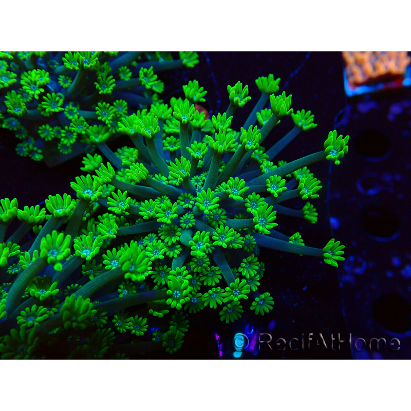 WYSIWYG RAH Alveopora Green Goblin 17D6