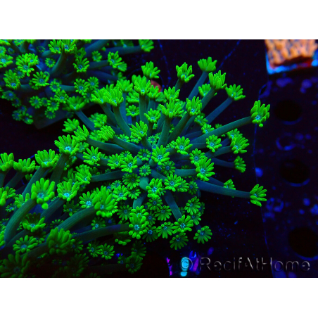 WYSIWYG RAH Alveopora Green Goblin 17D6