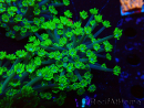 WYSIWYG RAH Alveopora Green Goblin 17D6