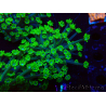 WYSIWYG RAH Alveopora Green Goblin 17D6