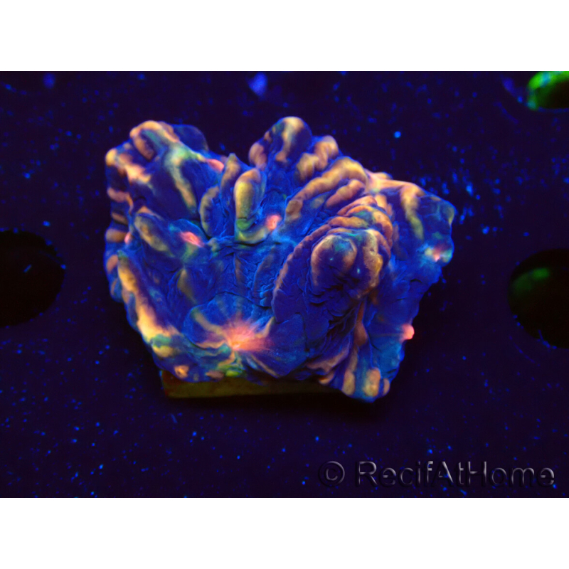 WYSIWYG - RAH Pectinia Pulsar