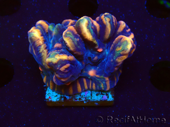 WYSIWYG - RAH Pectinia Pulsar 2