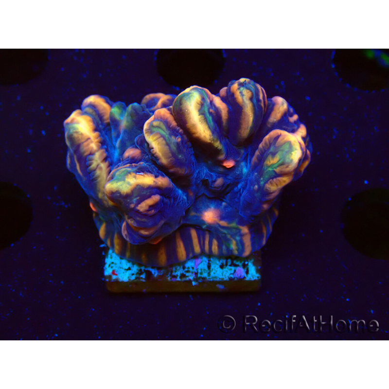 WYSIWYG - RAH Pectinia Pulsar 2