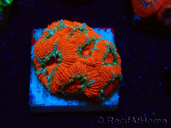 WYSIWYG RAH Micromussa Lava Burst