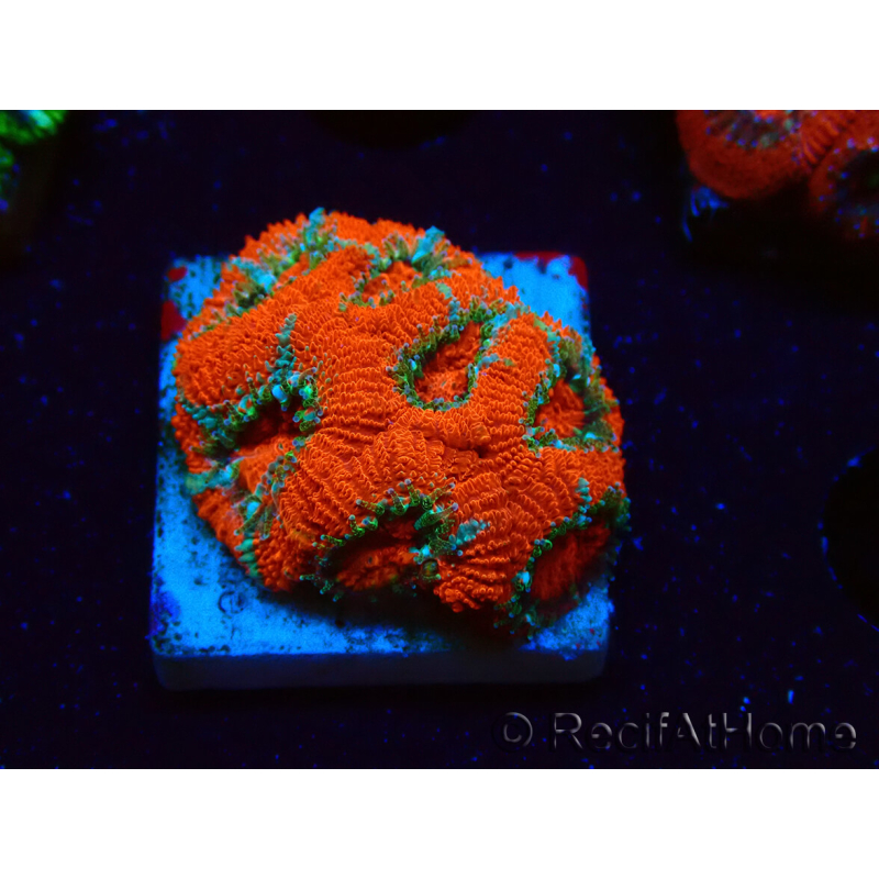 WYSIWYG - RAH Micromussa Lava Burst E2