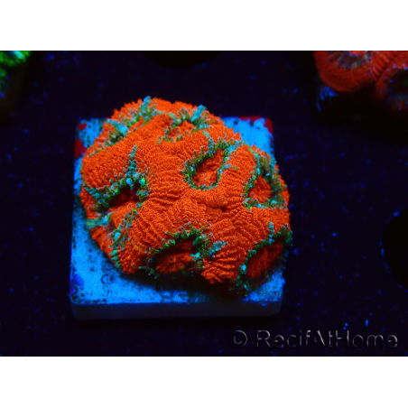 WYSIWYG RAH Micromussa Lava Burst