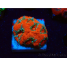 WYSIWYG - RAH Micromussa Lava Burst E2