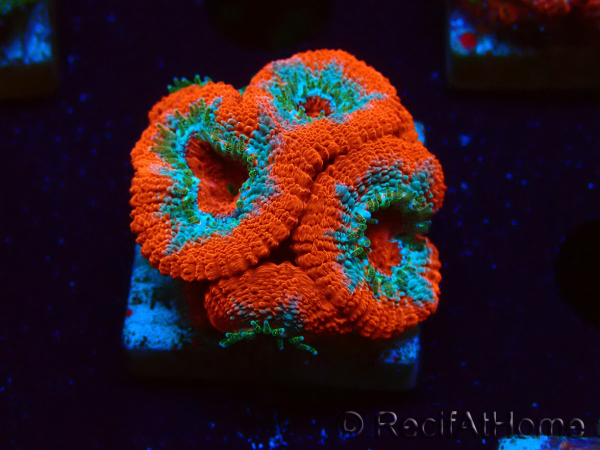 WYSIWYG RAH Micromussa Lava Burst