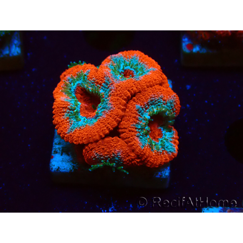 WYSIWYG RAH Micromussa Lava Burst