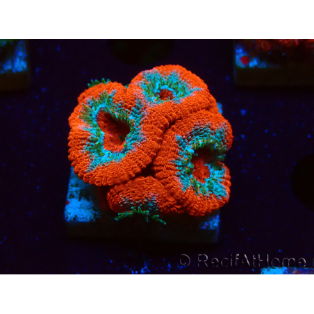 WYSIWYG RAH Micromussa Lava Burst