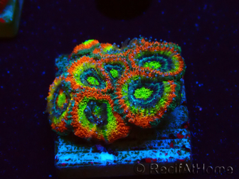 WYSIWYG WWC Holy Grail Micromussa F1