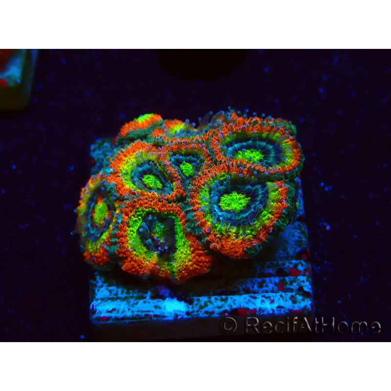 WYSIWYG WWC Holy Grail Micromussa F1