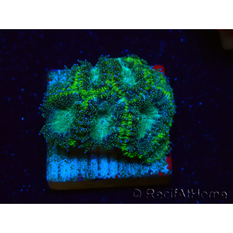 WYSIWYG - RAH Micromussa swamp 3