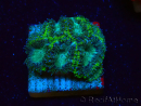 WYSIWYG - RAH Micromussa swamp 3