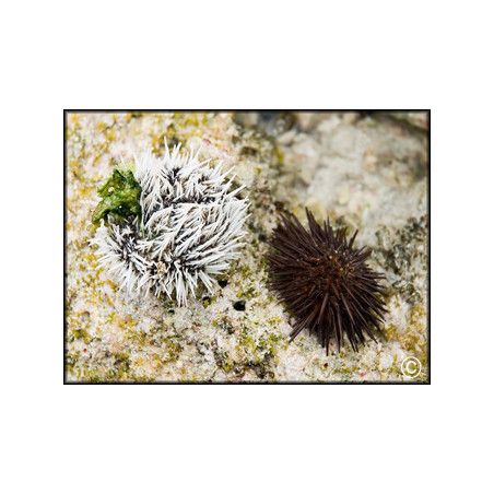 Tripneustes ventricosus
