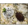Tripneustes ventricosus