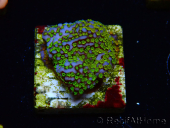 WYSIWYG Montipora Rainbow 11C3