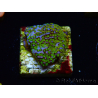WYSIWYG Montipora Rainbow 11C3