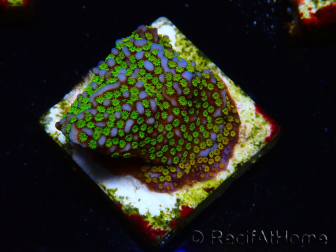 WYSIWYG Montipora Rainbow 11C4