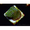 WYSIWYG Montipora Rainbow 11C4