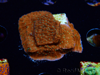 WYSIWYG SK Snow Montipora plateau 11H3