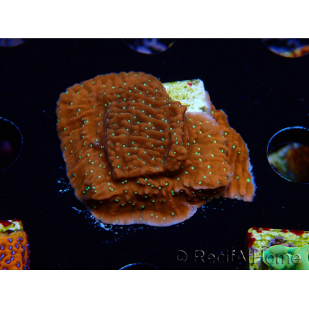 WYSIWYG SK Snow Montipora Plateau 11H3