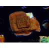 WYSIWYG SK Snow Montipora plateau 11H3