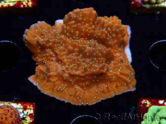 WYSIWYG SK Snow Montipora plate 11H4