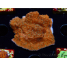 WYSIWYG SK Snow Montipora plate 11H4