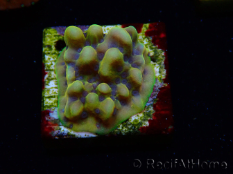 WYSIWYG Montipora Kung Pao 11H8