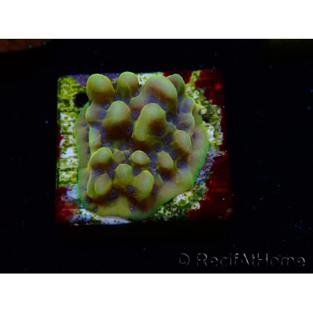 WYSIWYG Montipora Kung Pao 11H8