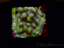 WYSIWYG Montipora Kung Pao 11H8