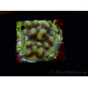 WYSIWYG Montipora Kung Pao 11H8