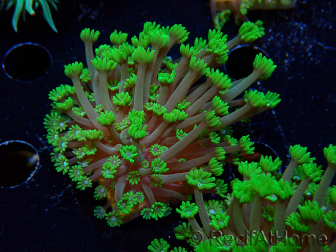 WYSIWYG RAH Alveopora Green Goblin 17D1